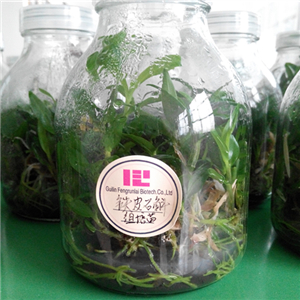 Tissue Culture Seedling / Bottle Seedling