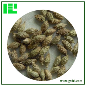 Xanthium Fruit Extract